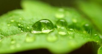 Some plants can get sunburned as light rays are focused by droplets on their surface