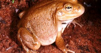 The water-holding frog amazes biologists worldwide