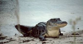Water Pollution Impacts on Alligators' Body Weight