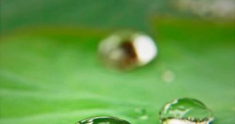 Lotus leaves are highly hydrophobic, which means that they completely repel water
