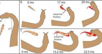 A diagram of how the tentacled water snake attacks