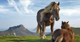 Horses were first domesticated some 5,500 years ago