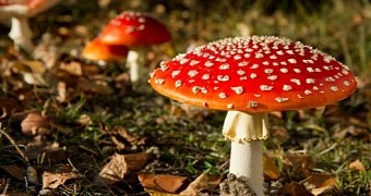 We Humans Have Been Consuming Magic Mushrooms and Other Psychoactives for Millennia