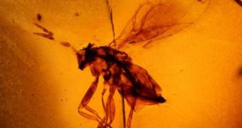 One of the creatures recently discovered in an Ethiopian amber deposit