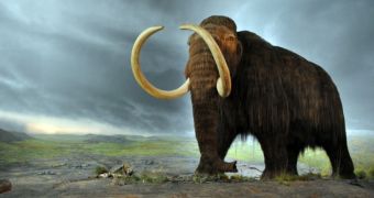 Remains of baby woolly mammoths espected to help researchers gain a better understanding of this long-lost species