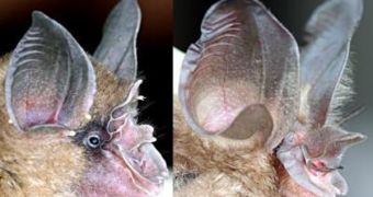 These images are of the noseleaf of a typical horseshoe bat species (left) vs. that of Bourret's horseshoe bat, the Rhinolophus paradoxolophus (right)
