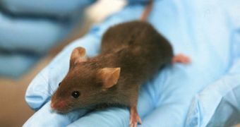 Mice on rapamycin survived the equivalent of 30 years longer than average individuals