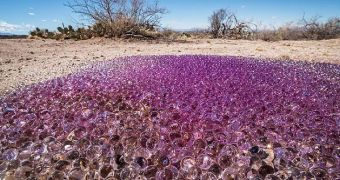 Mysterious purple spheres show up in the Arizona desert by the hundreds