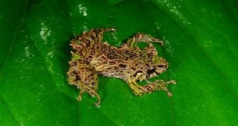 Photo shows a shape-shifting frog