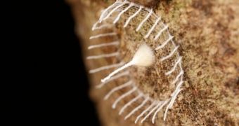 Researcher finds wacky web structure in the Peruvian Amazon, nobody seems to have a clue what it is