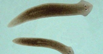 Planarian worms can keep their memories despite being decapitated
