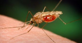 West Nile Virus Now Spreading Across Europe, All Thanks to Climate Change