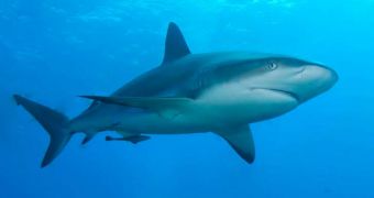 Greens ask that the Western Australia EPA investigate the impact of the ongoing shark cull