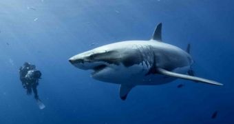 The Environmental Protection Agency in Australia is to review the state's shark cull
