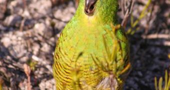 An adult Western gound parrot photographed in Fitzgerald River National Park, Western Australia.
