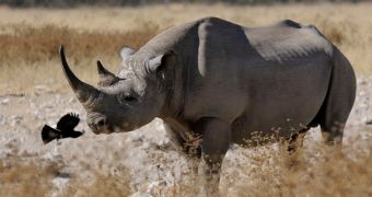 IUCN declares Africa's western black rhino an extinct species