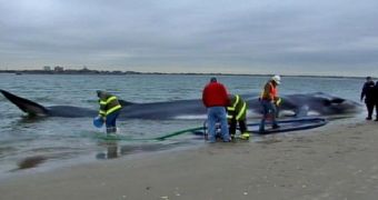 Whale Beaches in Breezy Point, Queens
