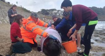 Volunteers try to keep whale beached in Cornwall alive