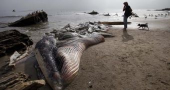 Whale carcass left to decompose on a Malibu beach