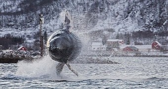 Whale Caught on Film Doing a Barrel Roll in the Air