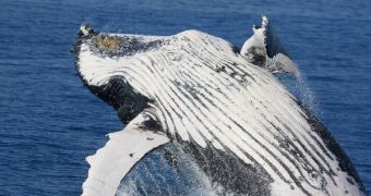 Cultural differences exist between whales of the same species