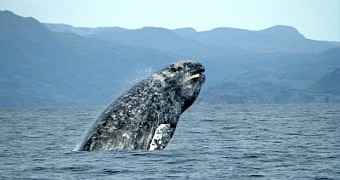 Gray whale kills 35-year-old woman from Canada