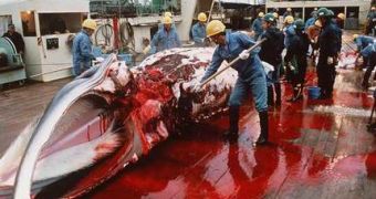Whale butchering on a Japanese "research" ship...
