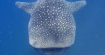 Whale sharks use energy conservation and geometry to stay afloat.