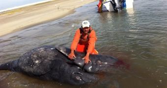 Conjoined gray whale twins discovered this past Sunday