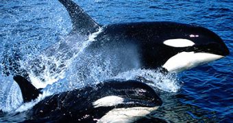 Proposal to establish whale sanctuary in the South Atlantic gets rejected by 21 nations