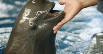 Environmental group warns that many marine mammal species risk going extinct due to overhunting