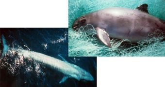 Cetaceans vary from 33-meter-long blue whales (left) to the 1.5-meter-long vaquita porpoise