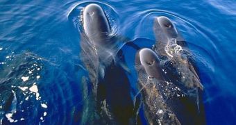 NOAA says the 11 pilot whales found dead in Florida were all females, calves