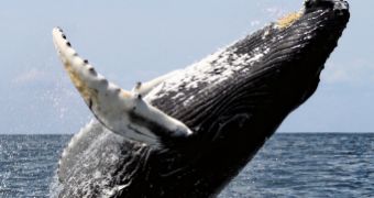 Whales Pass On Good Ideas, Learn from One Another