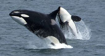 The Prince William Sound orca whale population is currently on the brink of extinction