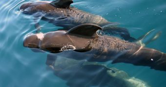 Specialists say some of the pilot whales stranded in the Everglades might soon return to the ocean