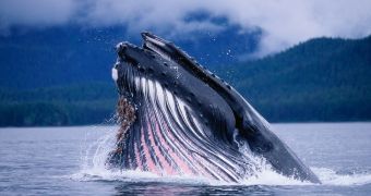 Some whales get a tan when exposed to sun ligth