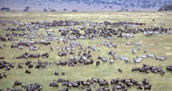 Image from Serengeti National Park
