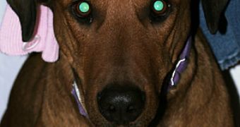 Dog's eyes glow in the dark due to the tapetum