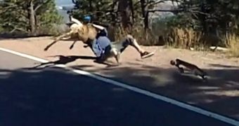 Deer jumps in front of skateboarder