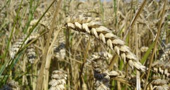 Wheat May Have Reached Yield Limits