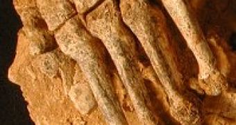 Foot bones of a Neanderthal