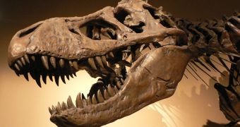 The skull of a Tyrannosaurus Rex