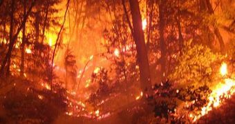 Spontaneous fires could burn large surfaces of land, because of the high oxygen concentration in the atmosphere