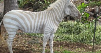 According to one geneticist, one out of every 2.5-3 million zebras are blonde.