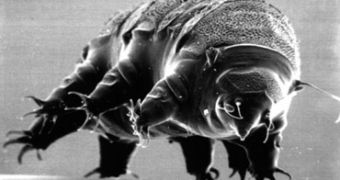 A tardigrade on the move