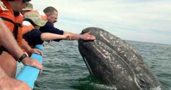 Gray whales can interact with whale watchers
