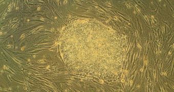 Human embryonic stem cells growing in culture
