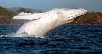 Rare white whale spotted in Australian waters this past Tuesday