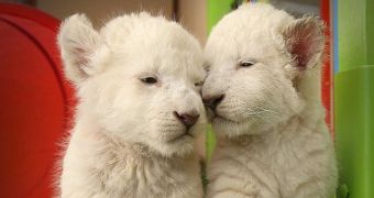 While lion cubs born at wildlife park in Tasmania finally make their public debut